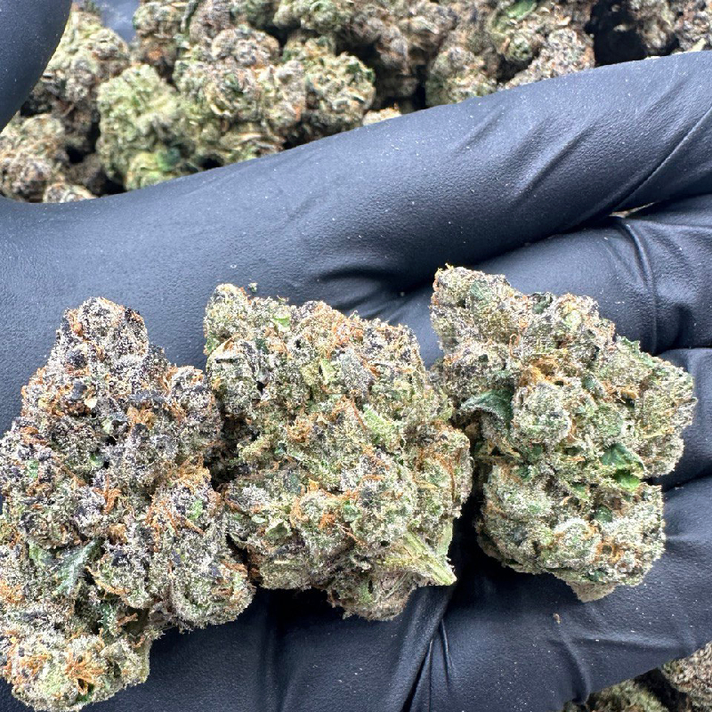 Rainbow Sherbet (Indoor)- Now On Sale!