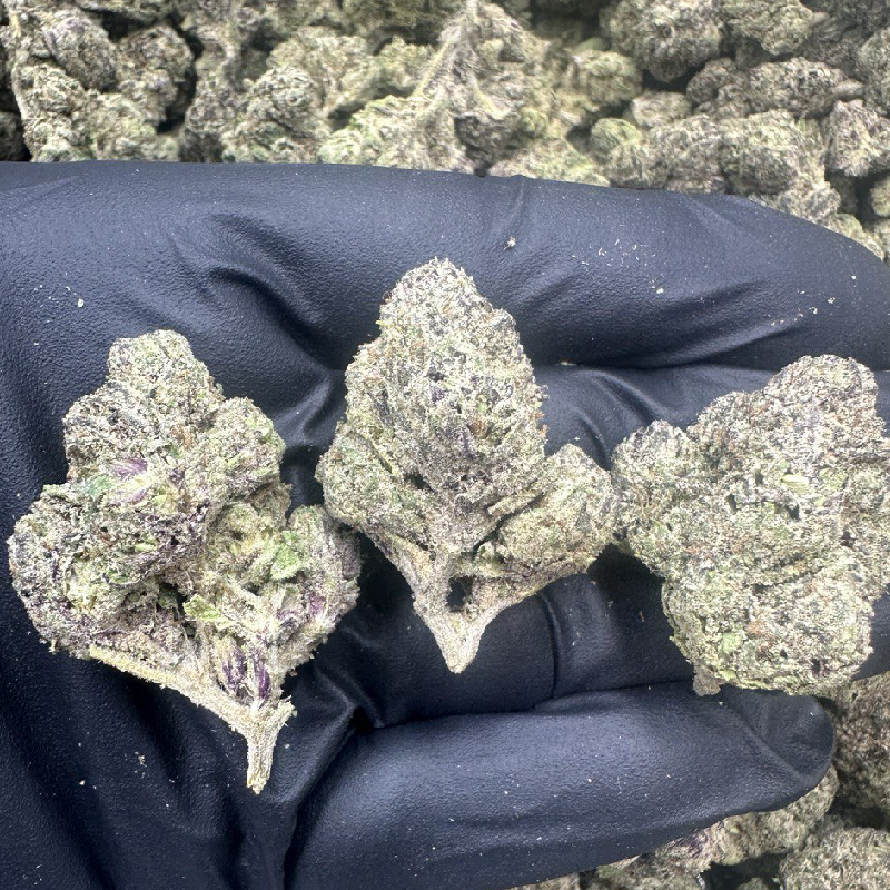Lemon Cherry Gelato 